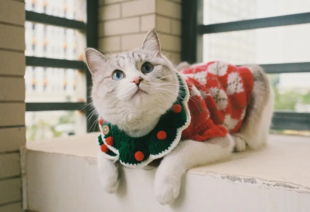 A gray and white cat lounging on a windowsill in a red Christmas sweater with a wreath collar