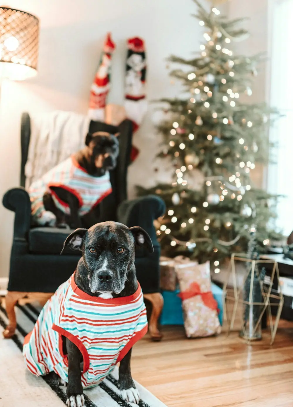 A dog in a striped Christmas sweater sitting in front of a decorated tree